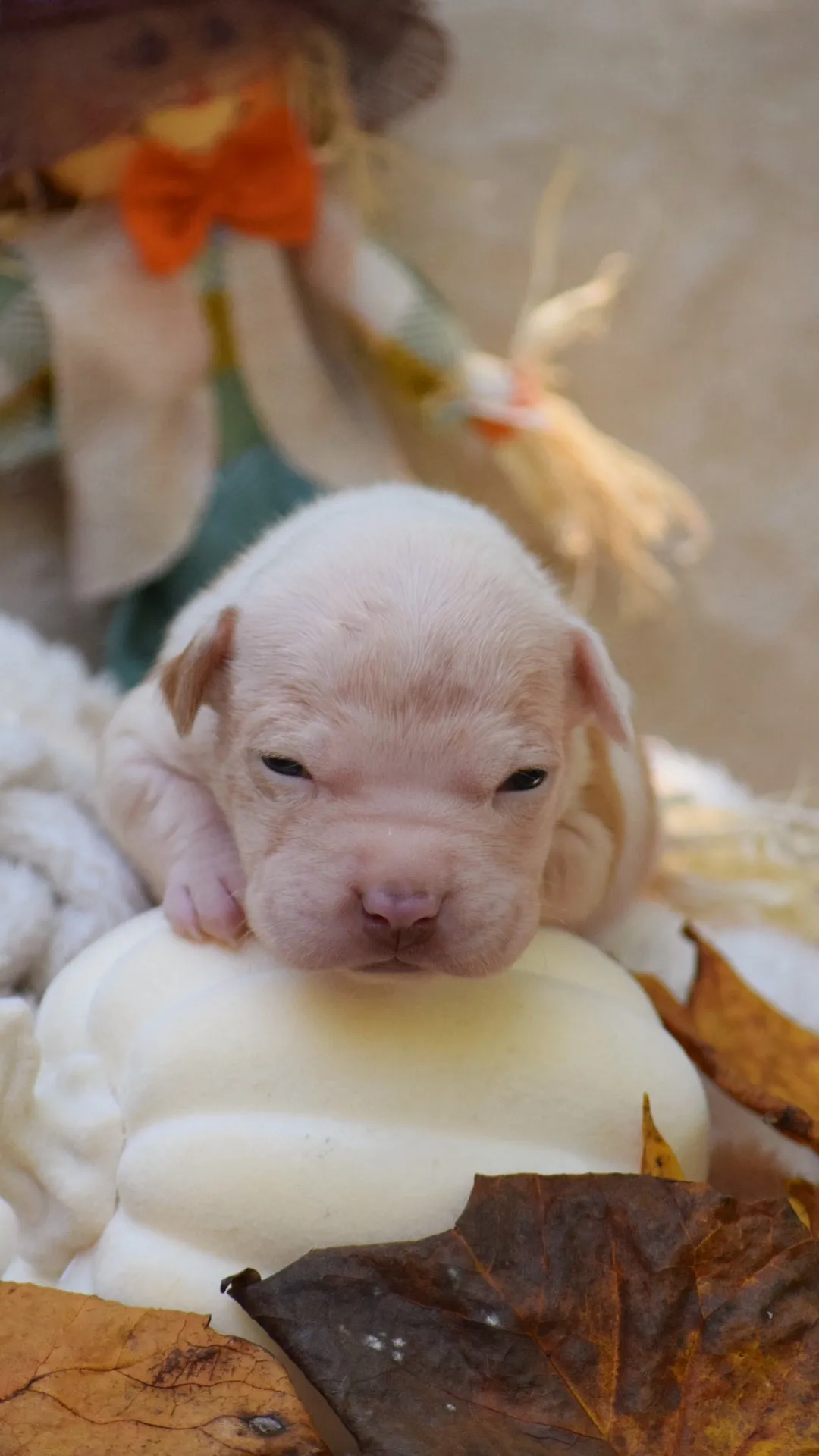 Boo dogg daughter Nasya * SOLD * Ready 10/15/24 * PR The Boo Dogg ⚔ PR Lotus 🪷 daughter -  DOB: 8/11/24