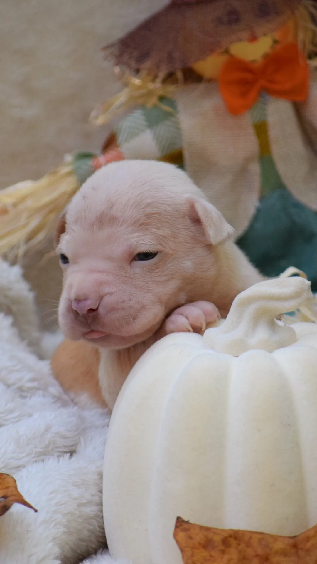 Boo dogg daughter Nasya * SOLD * Ready 10/15/24 * PR The Boo Dogg ⚔ PR Lotus 🪷 daughter -  DOB: 8/11/24