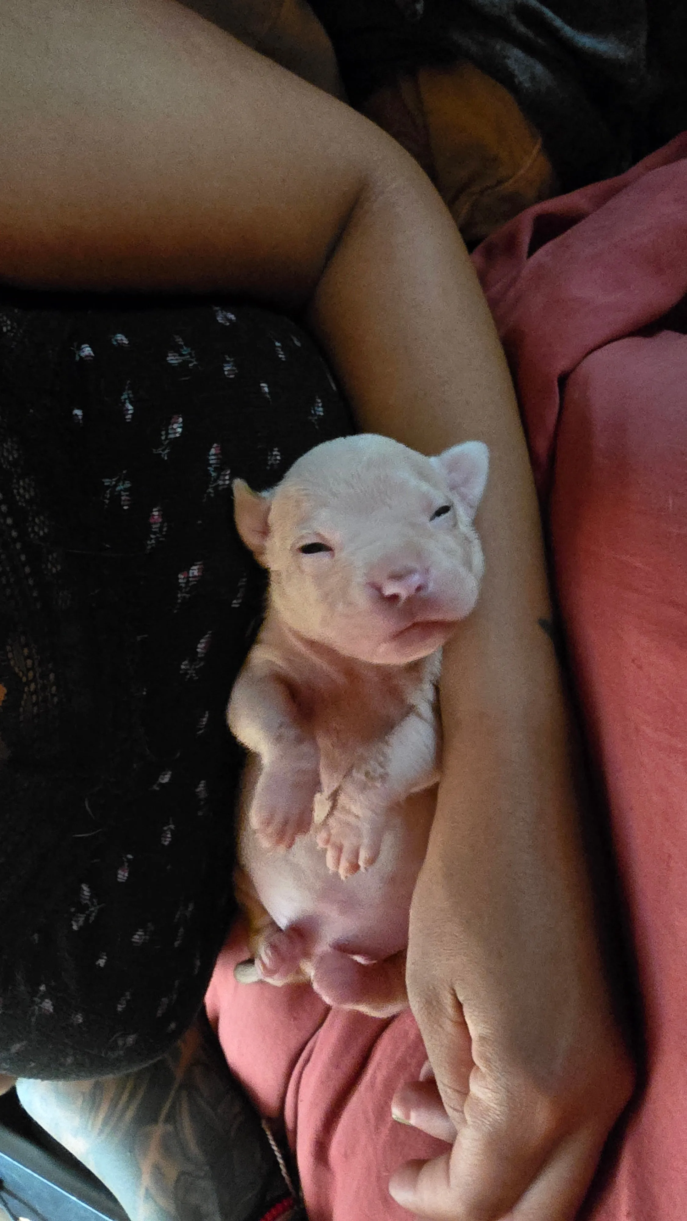 Boo dogg daughter Nasya * SOLD * Ready 10/15/24 * PR The Boo Dogg ⚔ PR Lotus 🪷 daughter -  DOB: 8/11/24