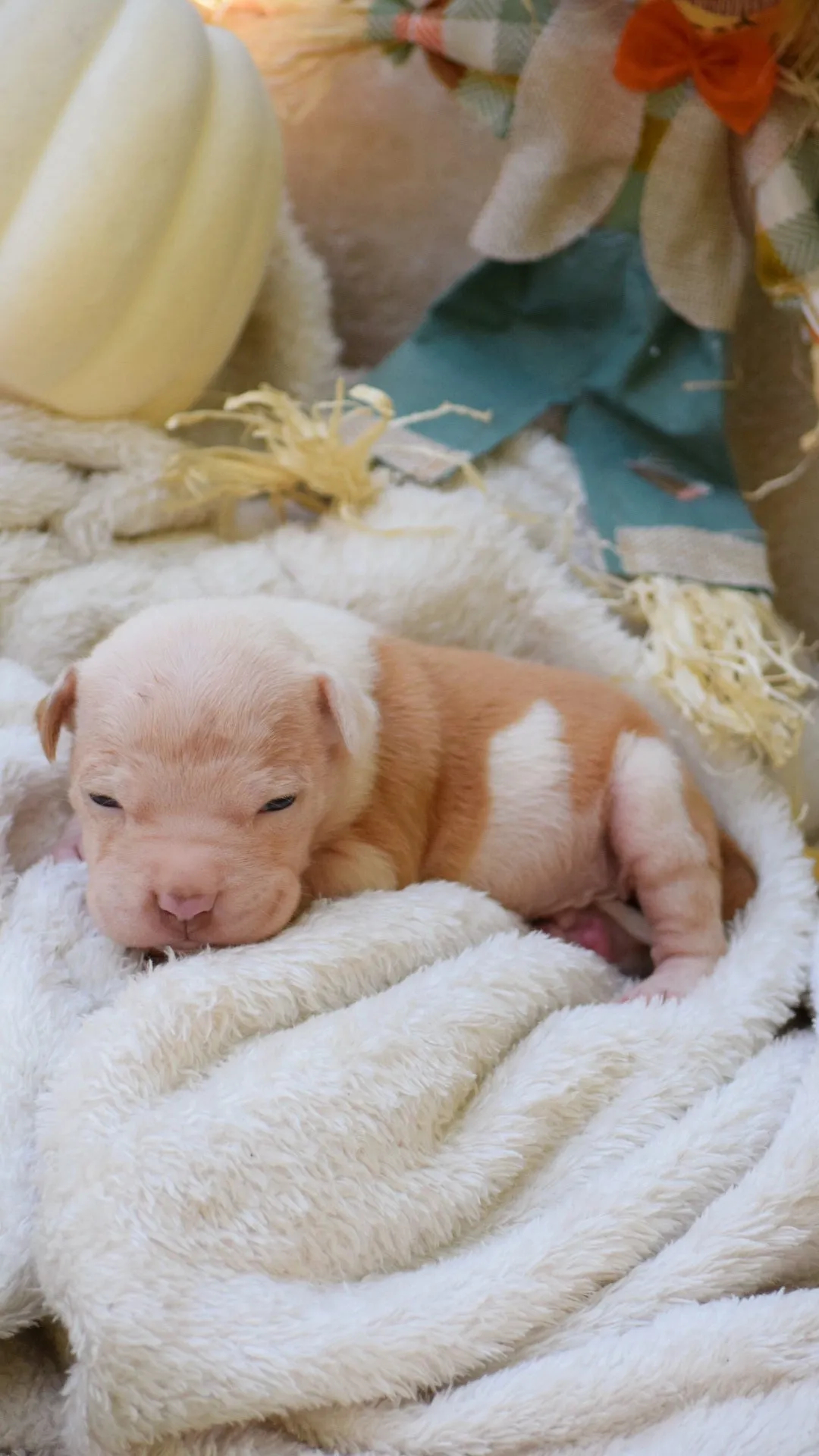 Boo dogg daughter Nasya * SOLD * Ready 10/15/24 * PR The Boo Dogg ⚔ PR Lotus 🪷 daughter -  DOB: 8/11/24
