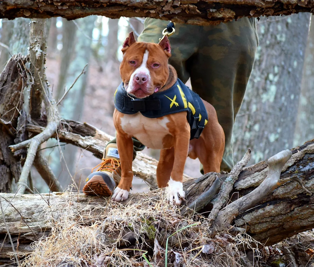 Cerberus aka Brandy The Pitbull ⚔ Millionette - Lady in Red F#4 - DOB: 7/20/23