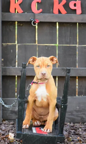 Cerberus aka Brandy The Pitbull ⚔ Millionette - Lady in Red F#4 - DOB: 7/20/23