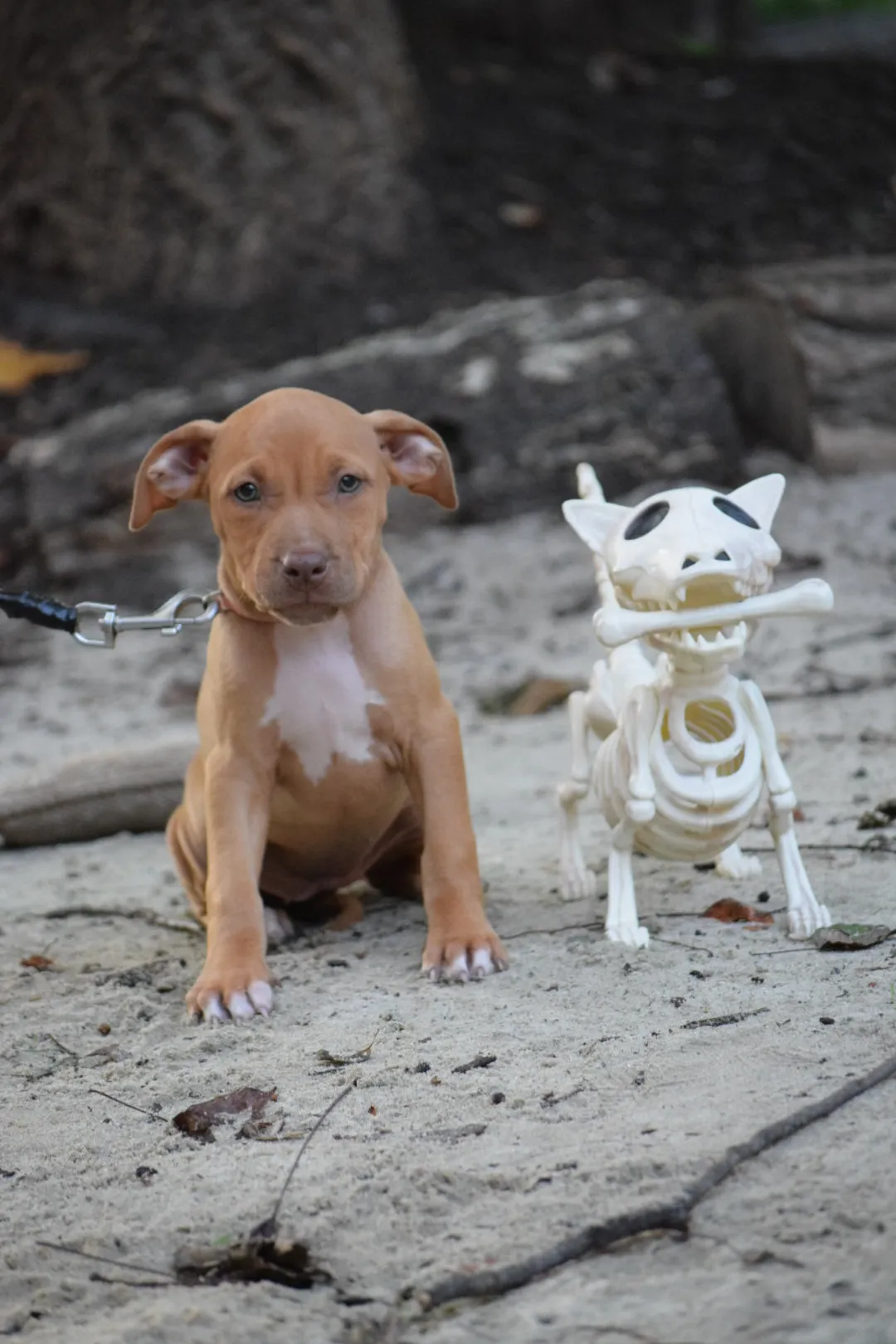 Cerberus aka Brandy The Pitbull ⚔ Millionette - Lady in Red F#4 - DOB: 7/20/23