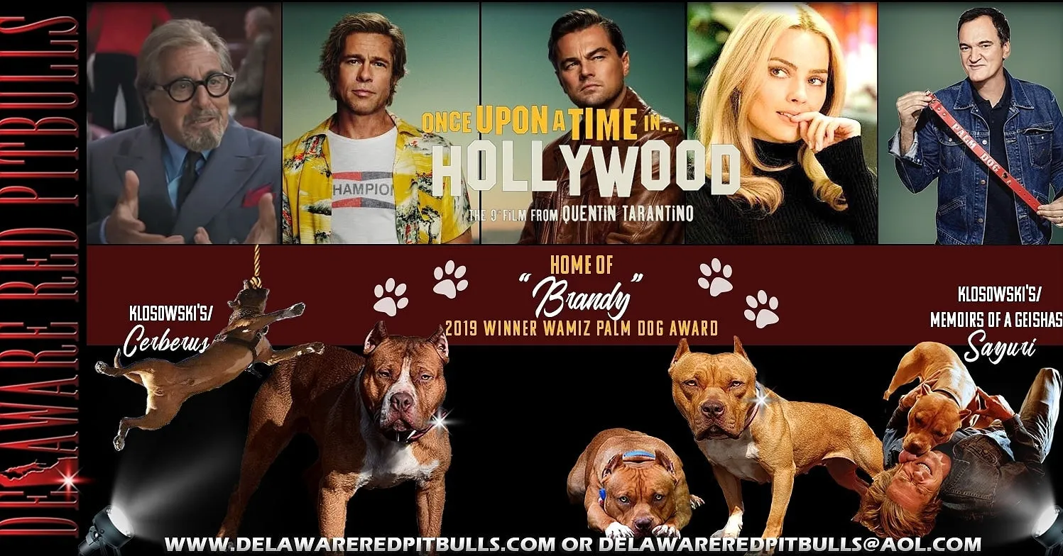 Cerberus aka Brandy The Pitbull ⚔ Millionette - Lady in Red F#4 - DOB: 7/20/23