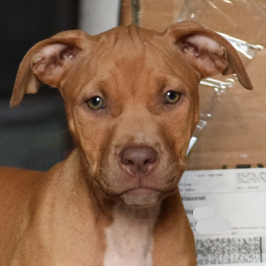 Cerberus aka Brandy The Pitbull ⚔ Millionette - Lady in Red F#4 - DOB: 7/20/23
