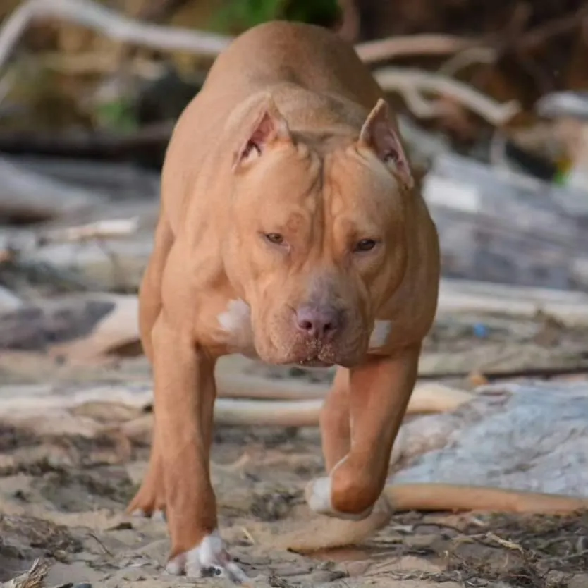Cerberus aka Brandy The Pitbull ⚔ Millionette - Lady in Red F#4 - DOB: 7/20/23