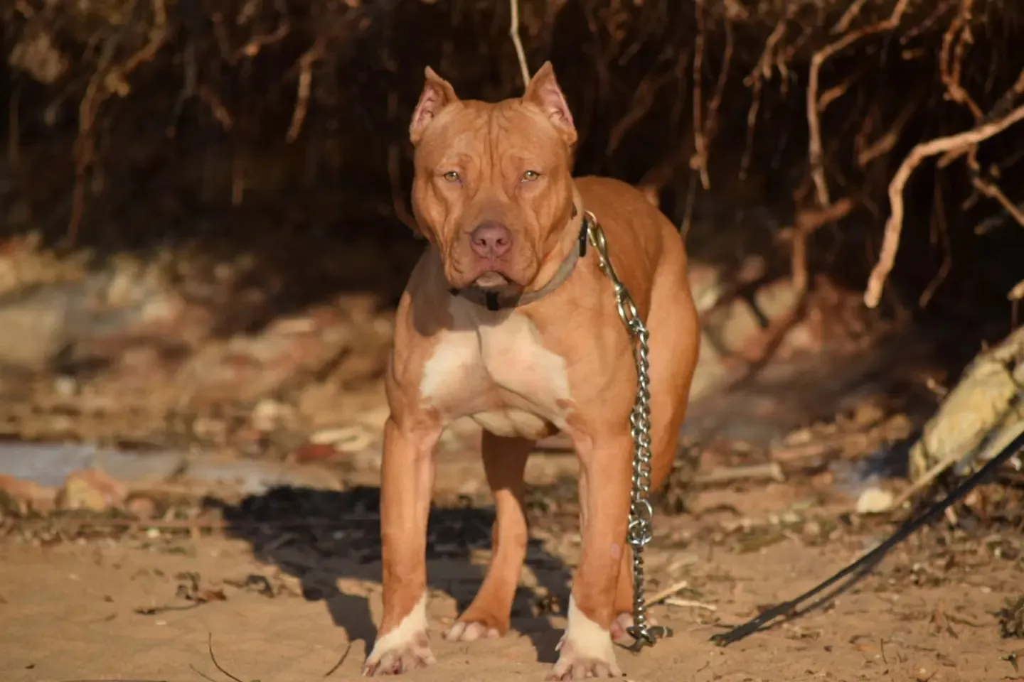 Cerberus aka Brandy The Pitbull ⚔ Millionette - Lady in Red F#4 - DOB: 7/20/23
