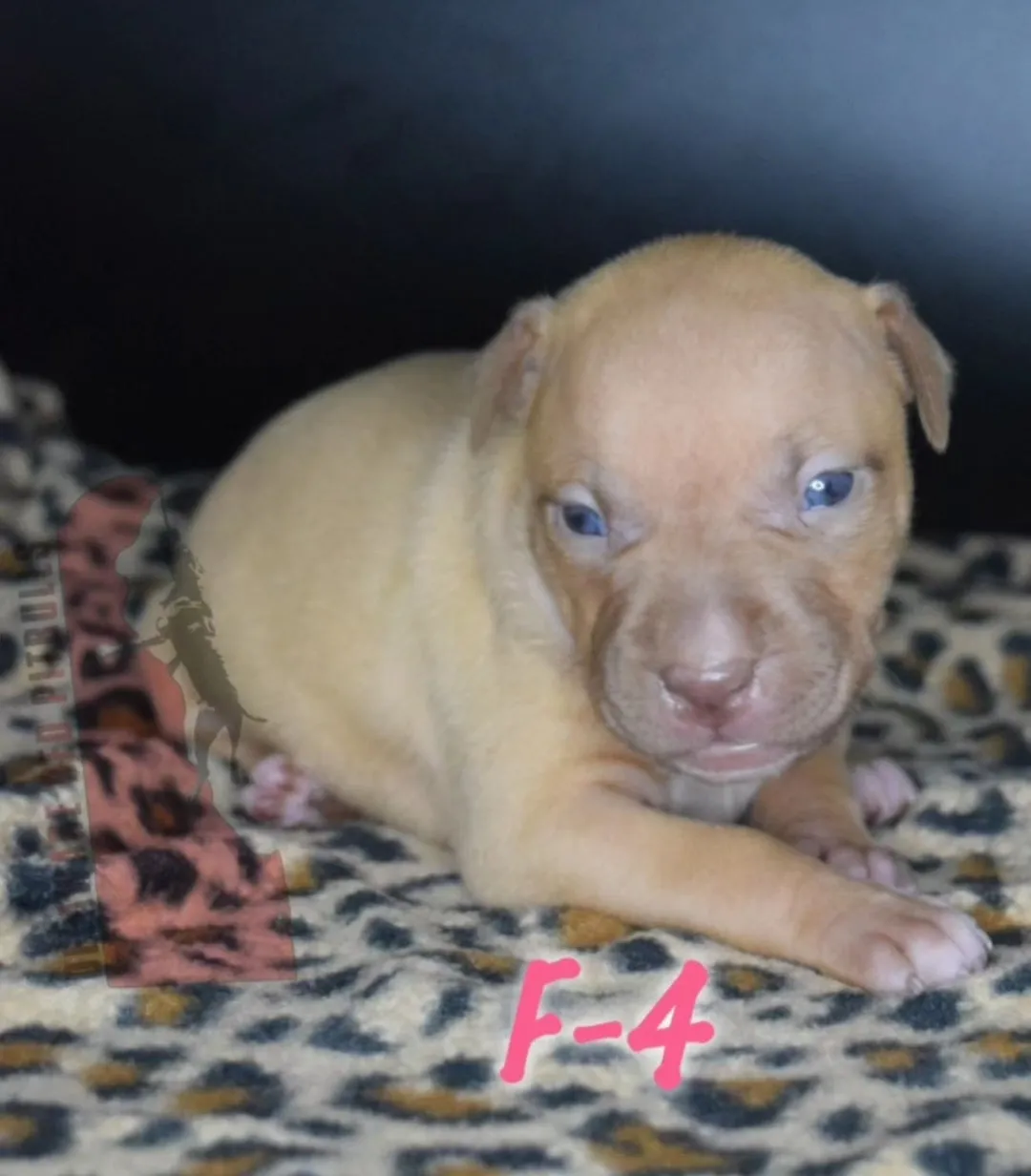 Cerberus aka Brandy The Pitbull ⚔ Millionette - Lady in Red F#4 - DOB: 7/20/23