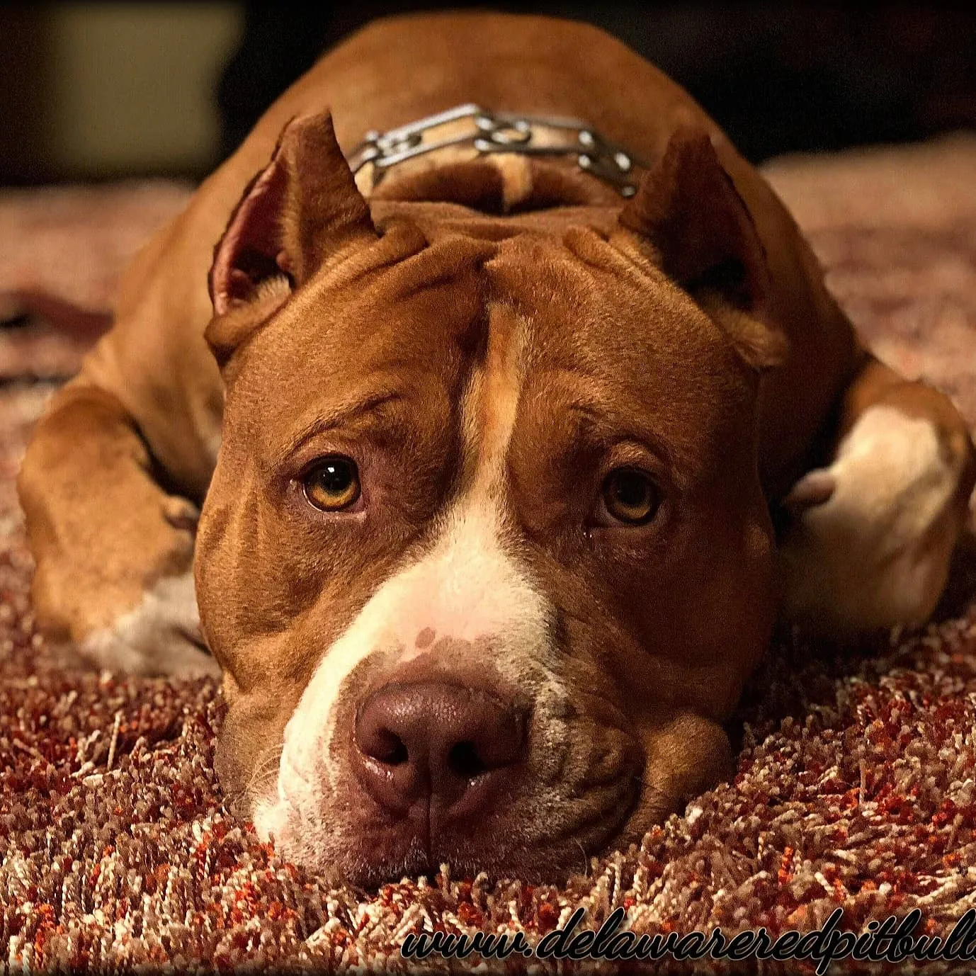 Cerberus aka Brandy The Pitbull ⚔ Millionette - Lady in Red F#4 - DOB: 7/20/23