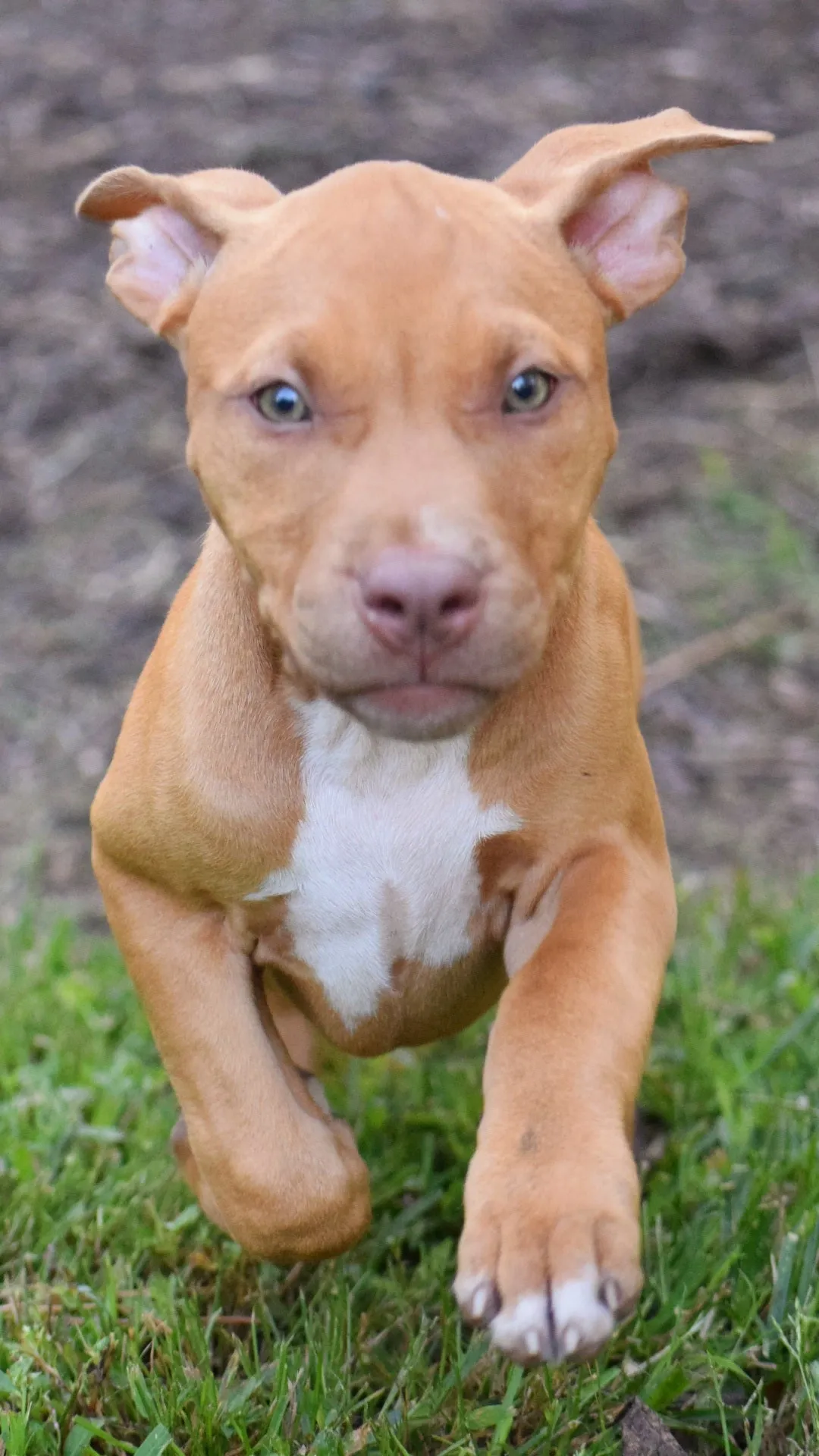 Cerberus aka Brandy The Pitbull ⚔ Millionette - Lady in Red F#4 - DOB: 7/20/23