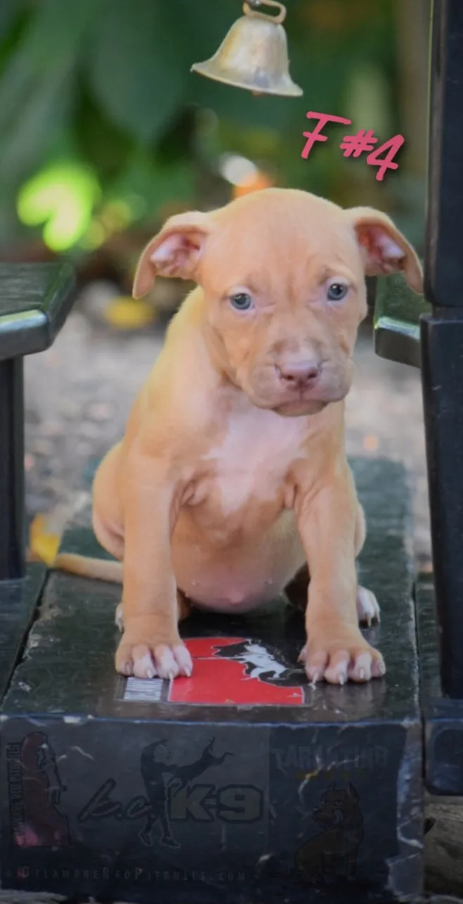 Cerberus aka Brandy The Pitbull ⚔ Millionette - Lady in Red F#4 - DOB: 7/20/23
