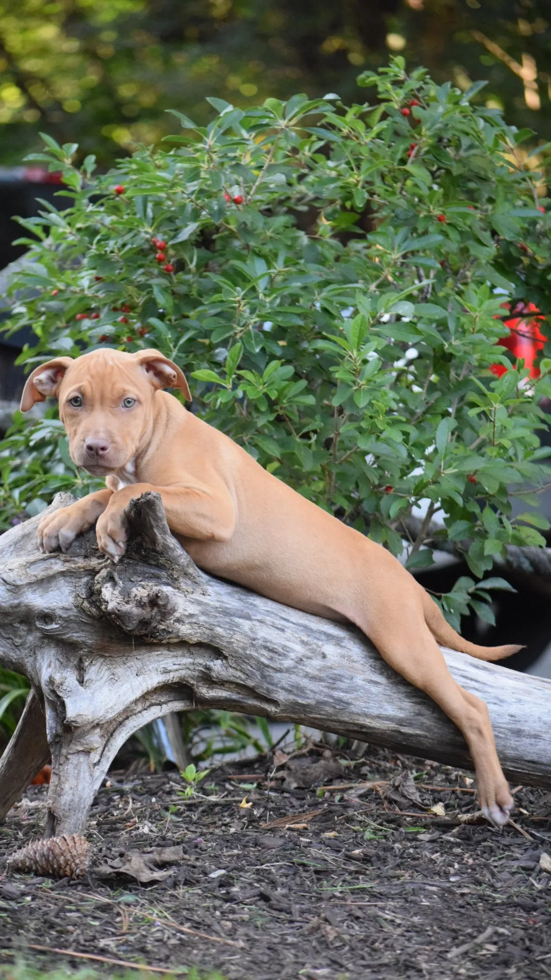Cerberus aka Brandy The Pitbull ⚔ Millionette - Lady in Red F#4 - DOB: 7/20/23