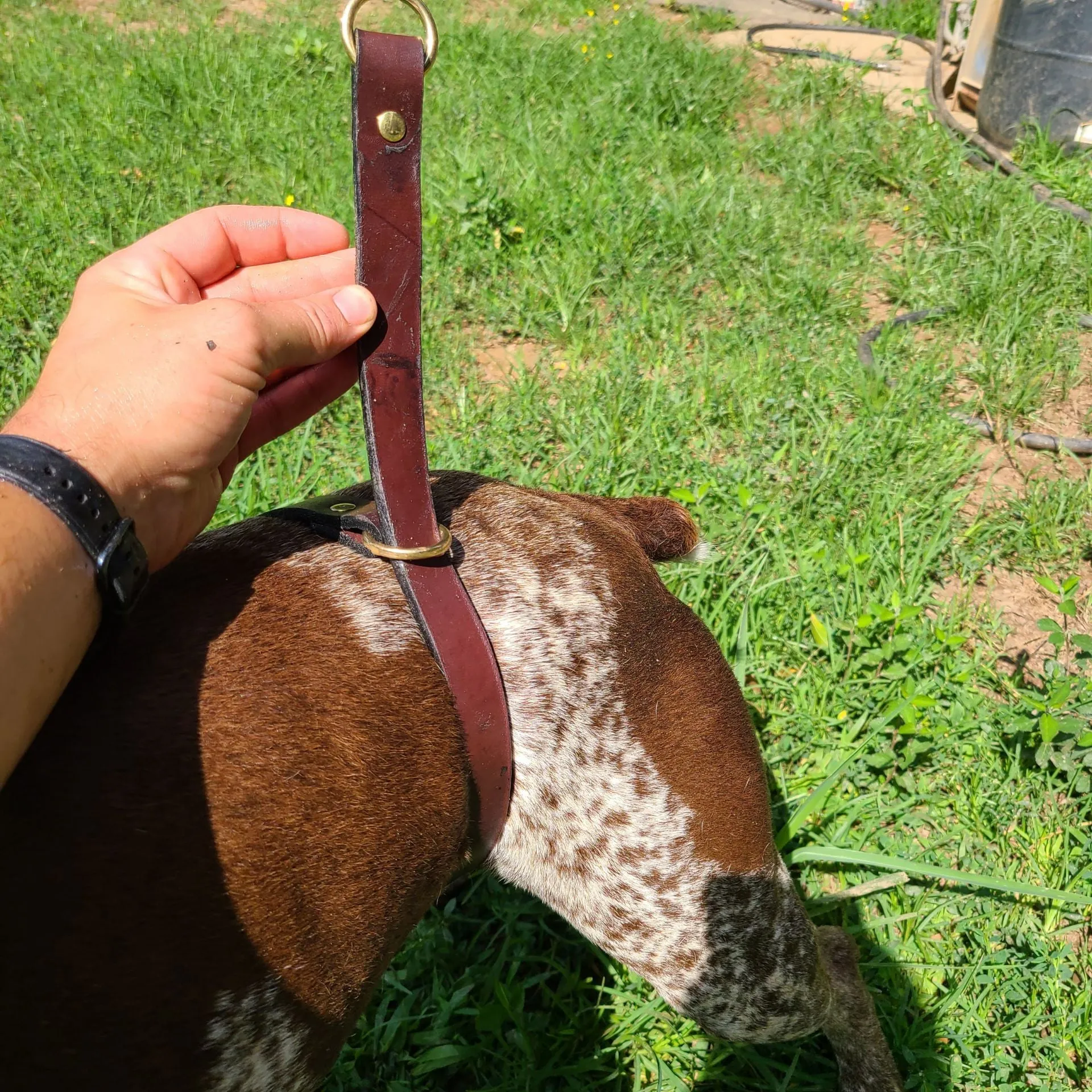 Durham Dog Training Flank Collar