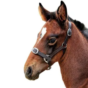 Eureka Leather Foal Halter