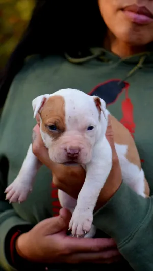 Ferd The Bull PR ⚔ PR BooJee Flash Female #1 - DOB: 10/16/24 SOLD