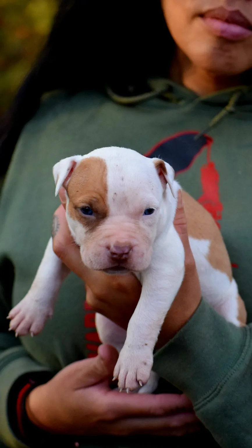 Ferd The Bull PR ⚔ PR BooJee Flash Female #1 - DOB: 10/16/24 SOLD