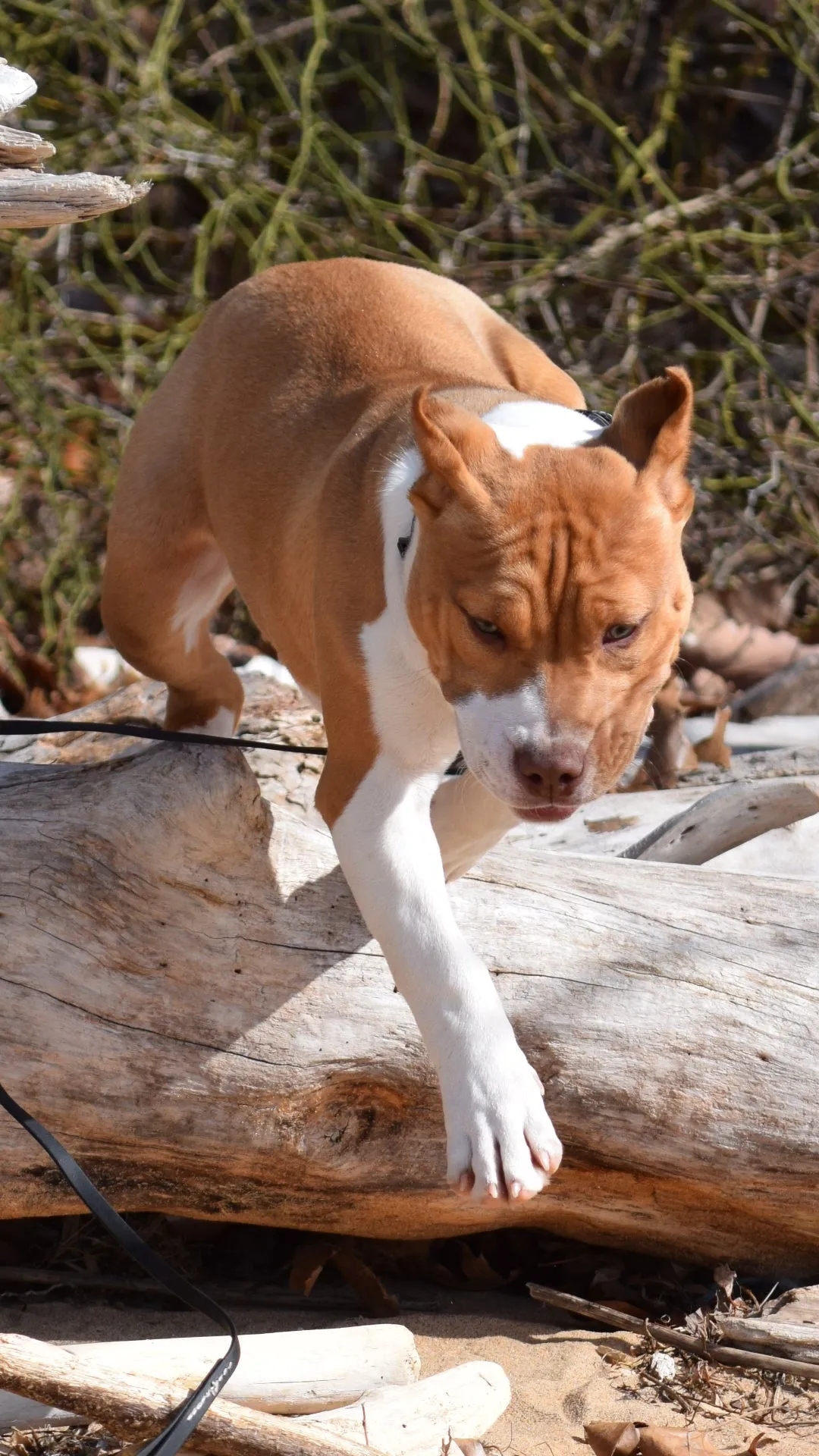 Ferd The Bull PR ⚔ PR BooJee Flash "Winnie" Female #2 - DOB: 10/16/24 * Training included