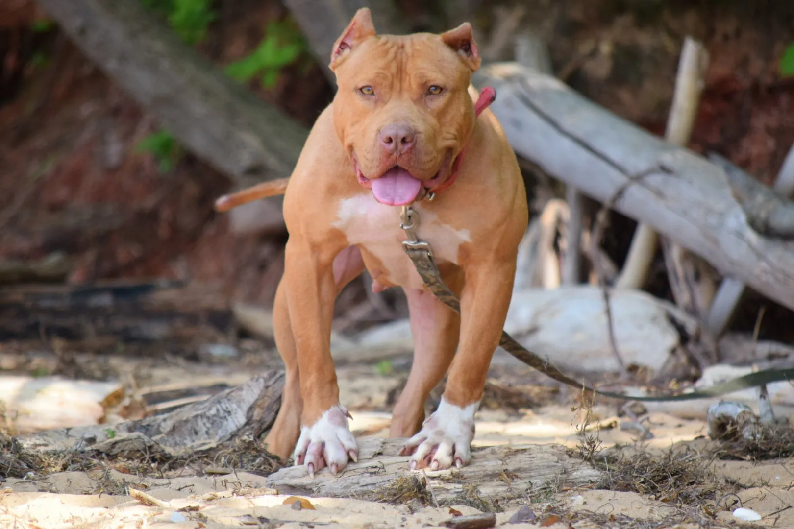 Ferd The Bull PR ⚔ PR BooJee Flash "Winnie" Female #2 - DOB: 10/16/24 * Training included