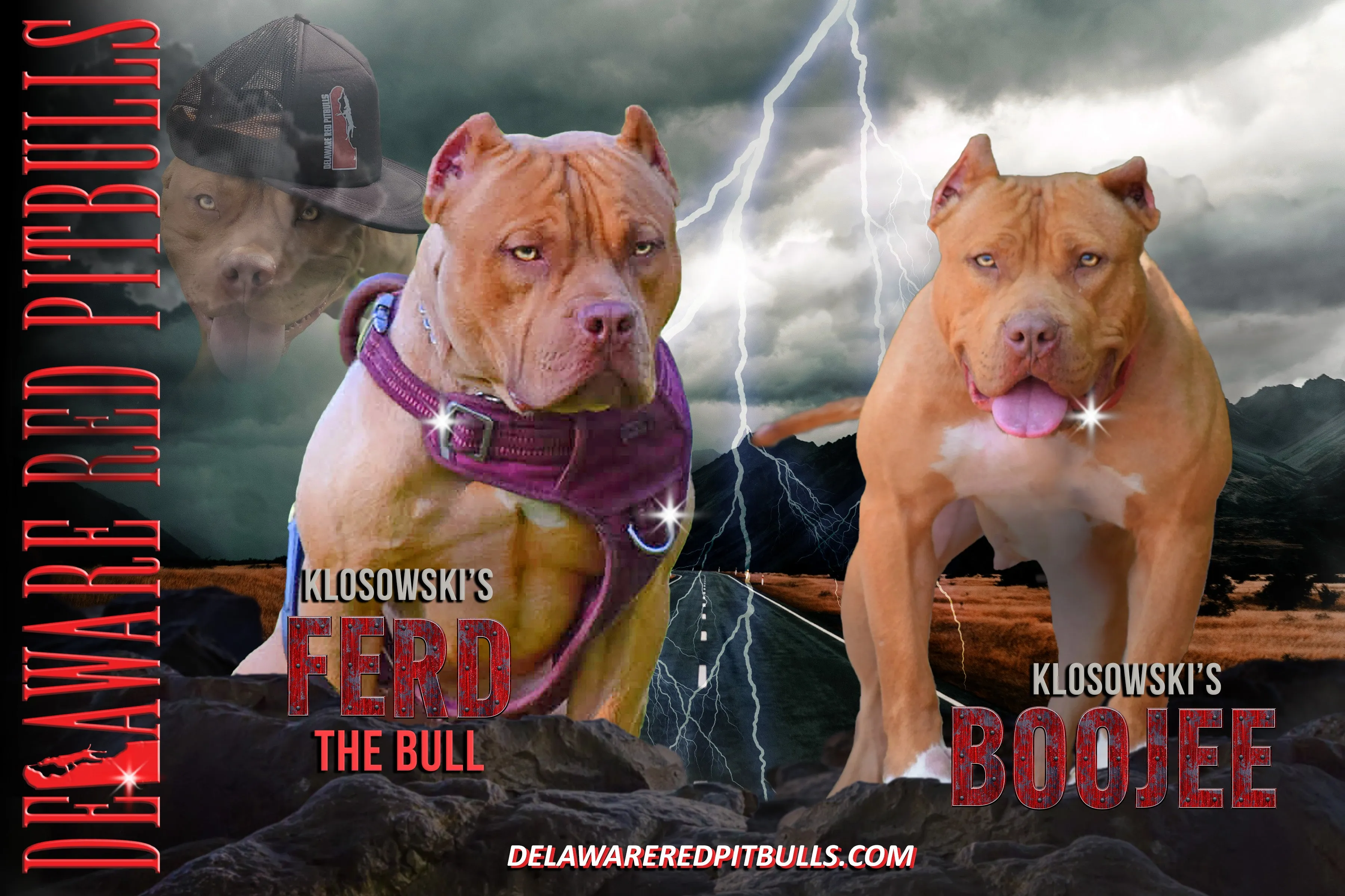 Ferd The Bull PR ⚔ PR BooJee Red Female #3 - DOB: 10/16/24 * SOLD