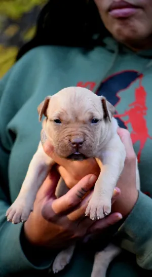 Ferd The Bull PR ⚔ PR BooJee Red Female #3 - DOB: 10/16/24 * SOLD