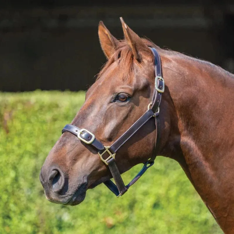 Grainge Elite Leather Halter