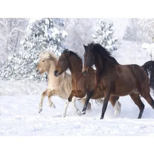 Horses On Snow - Canvastly DIY Paint By Numbers