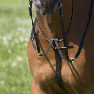 Kieffer Belinda Martingale
