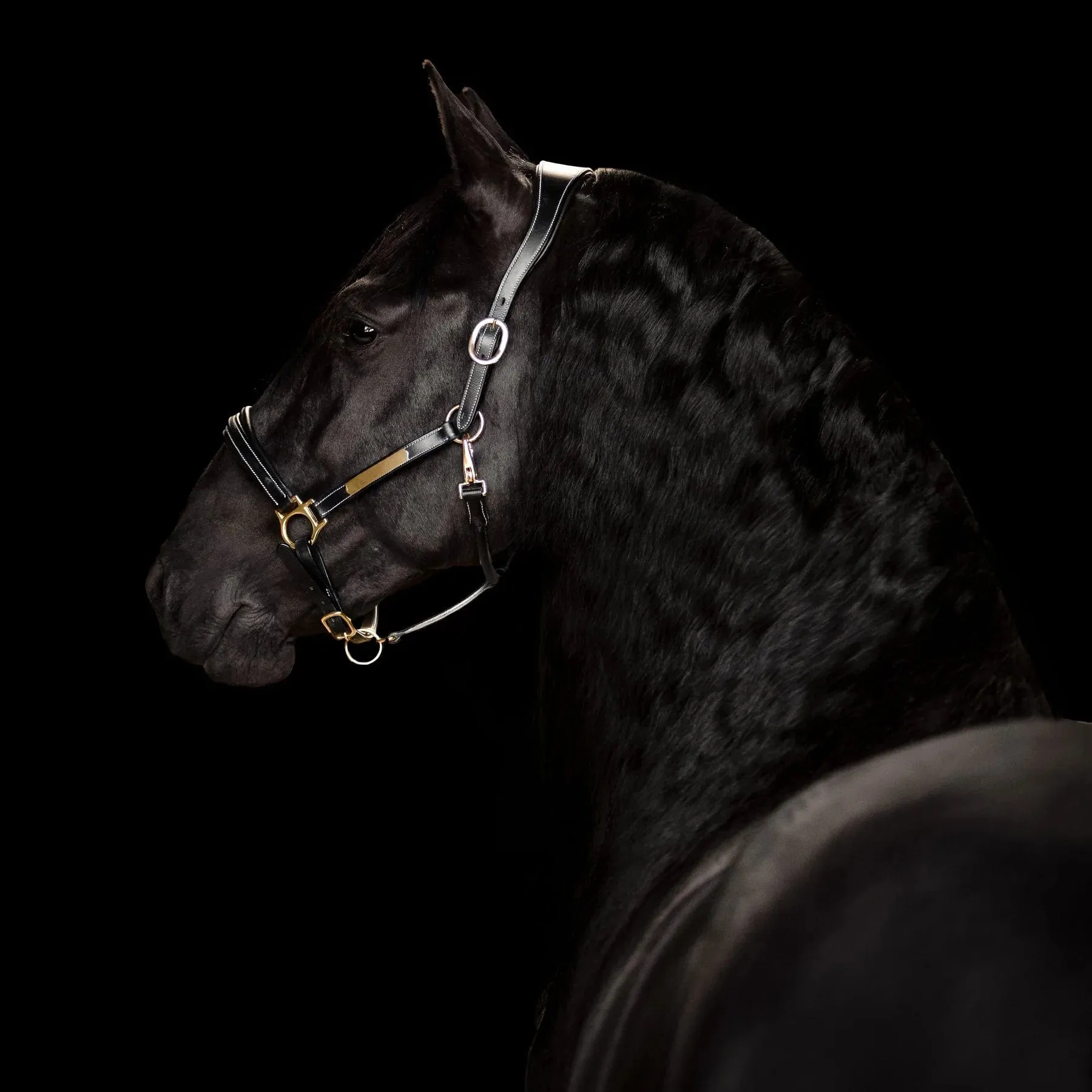 Lumiere Bella Leather Halter (L3940)