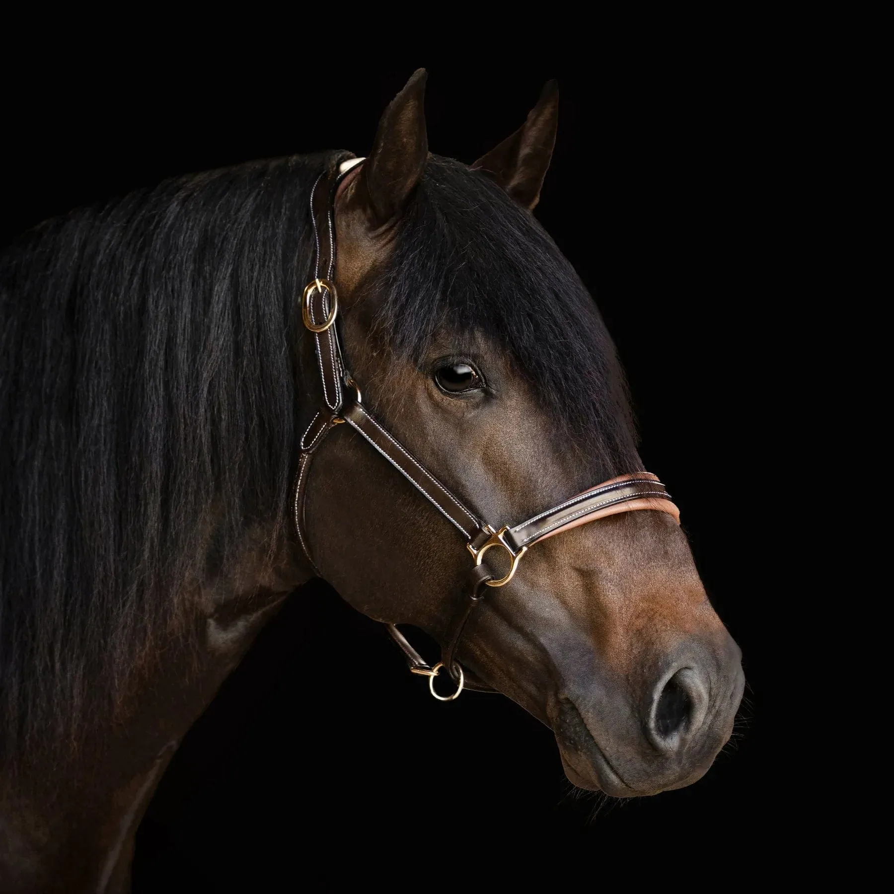 Lumiere Bella Leather Halter (L3940)