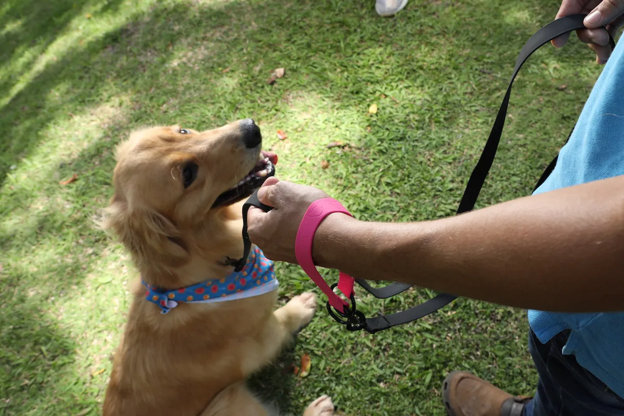MULTI-ADVENTURE  DOG LEASH