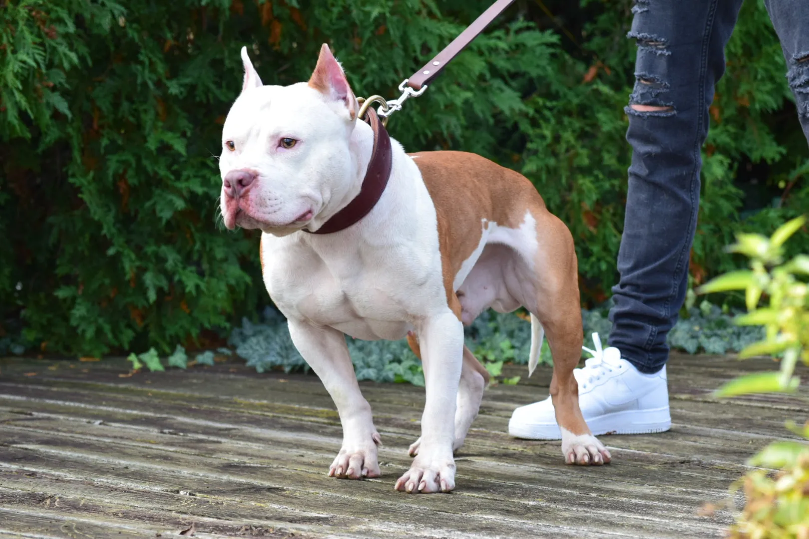 PR The Boo Dogg ⚔ PR Dusa Male Puppy Early Reservation Deposit * Puppys ready June 1st 2025