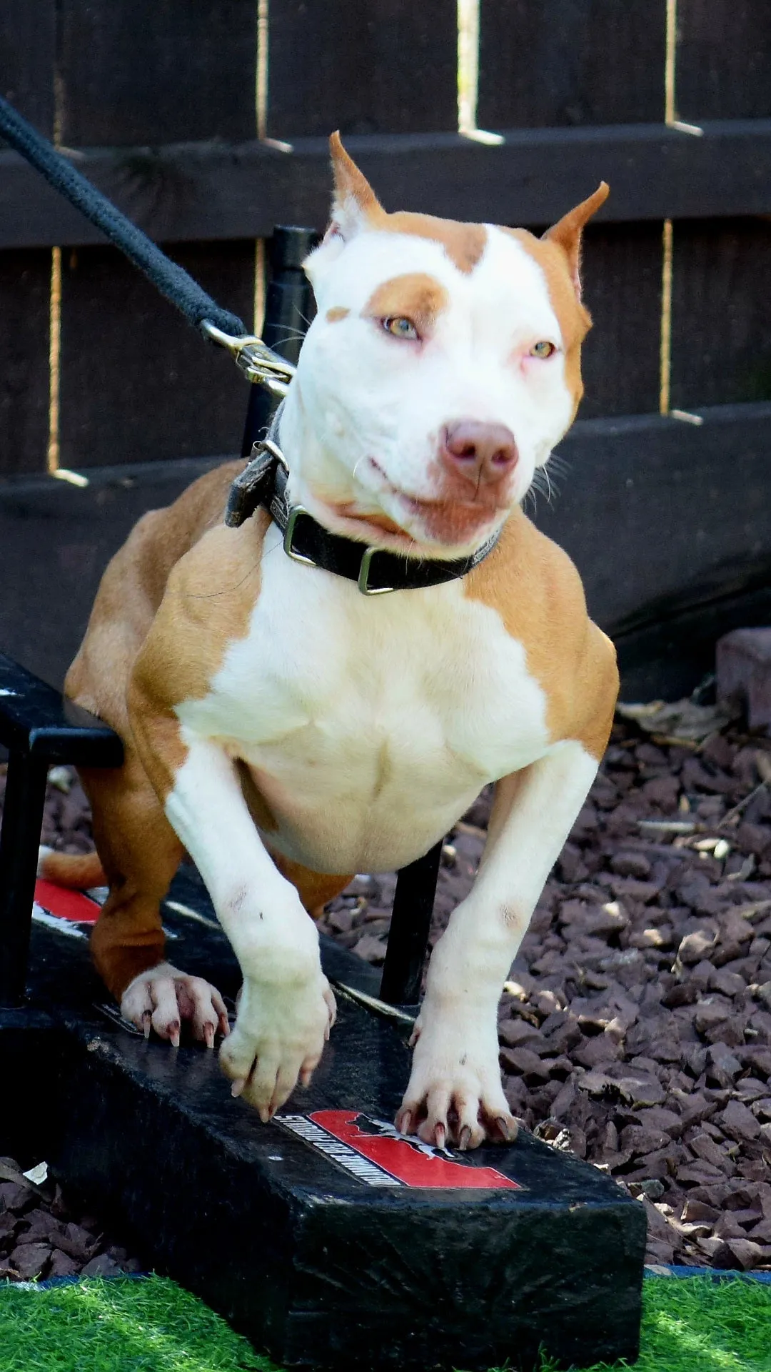 PR The Boo Dogg ⚔ PR Dusa Male Puppy Early Reservation Deposit * Puppys ready June 1st 2025