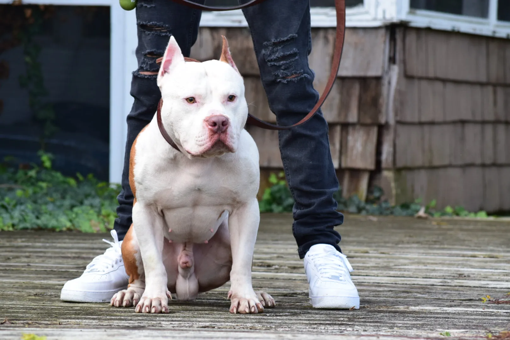 PR The Boo Dogg ⚔ PR Dusa Male Puppy Early Reservation Deposit * Puppys ready June 1st 2025