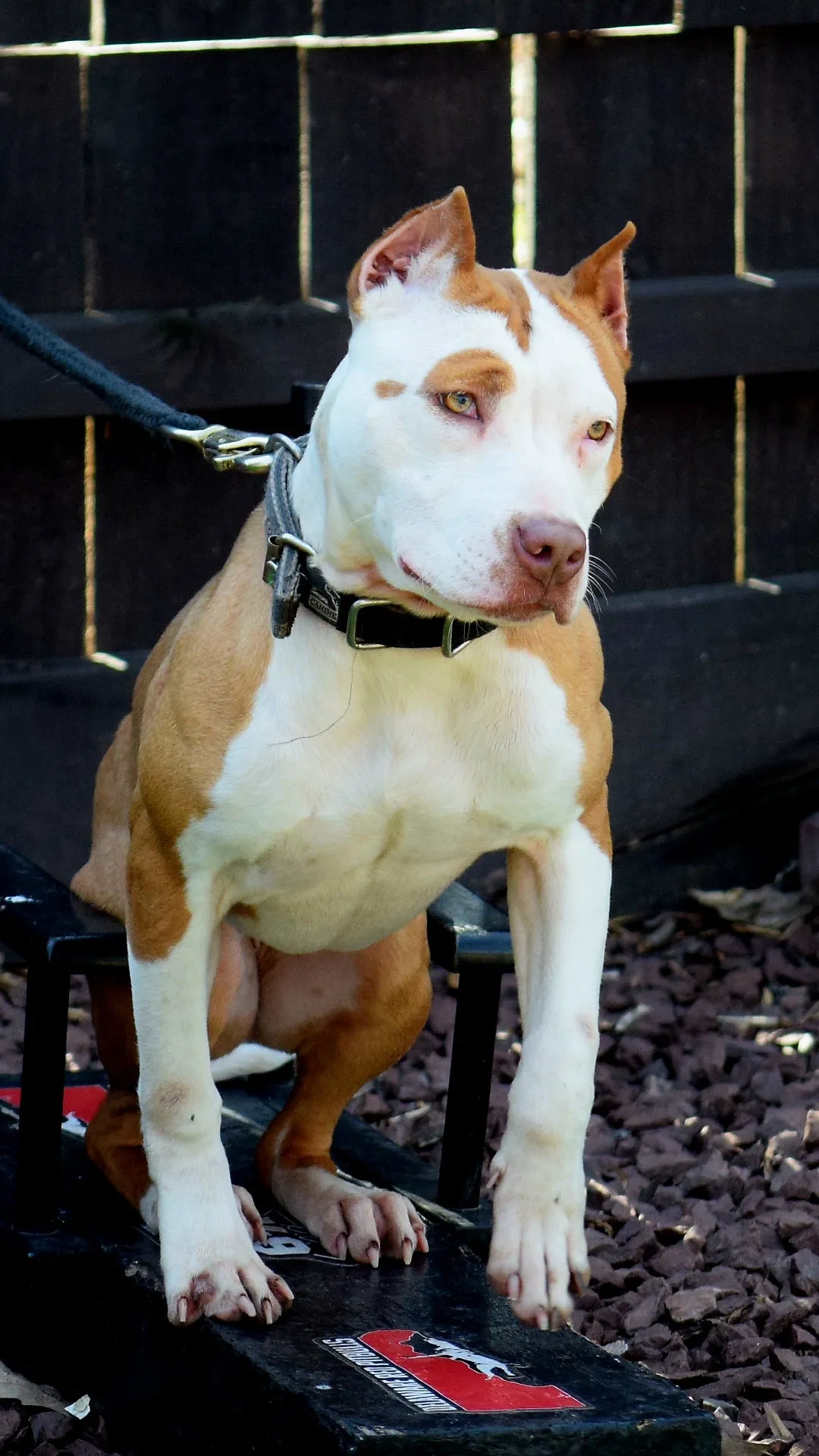 PR The Boo Dogg ⚔ PR Dusa Male Puppy Early Reservation Deposit * Puppys ready June 1st 2025