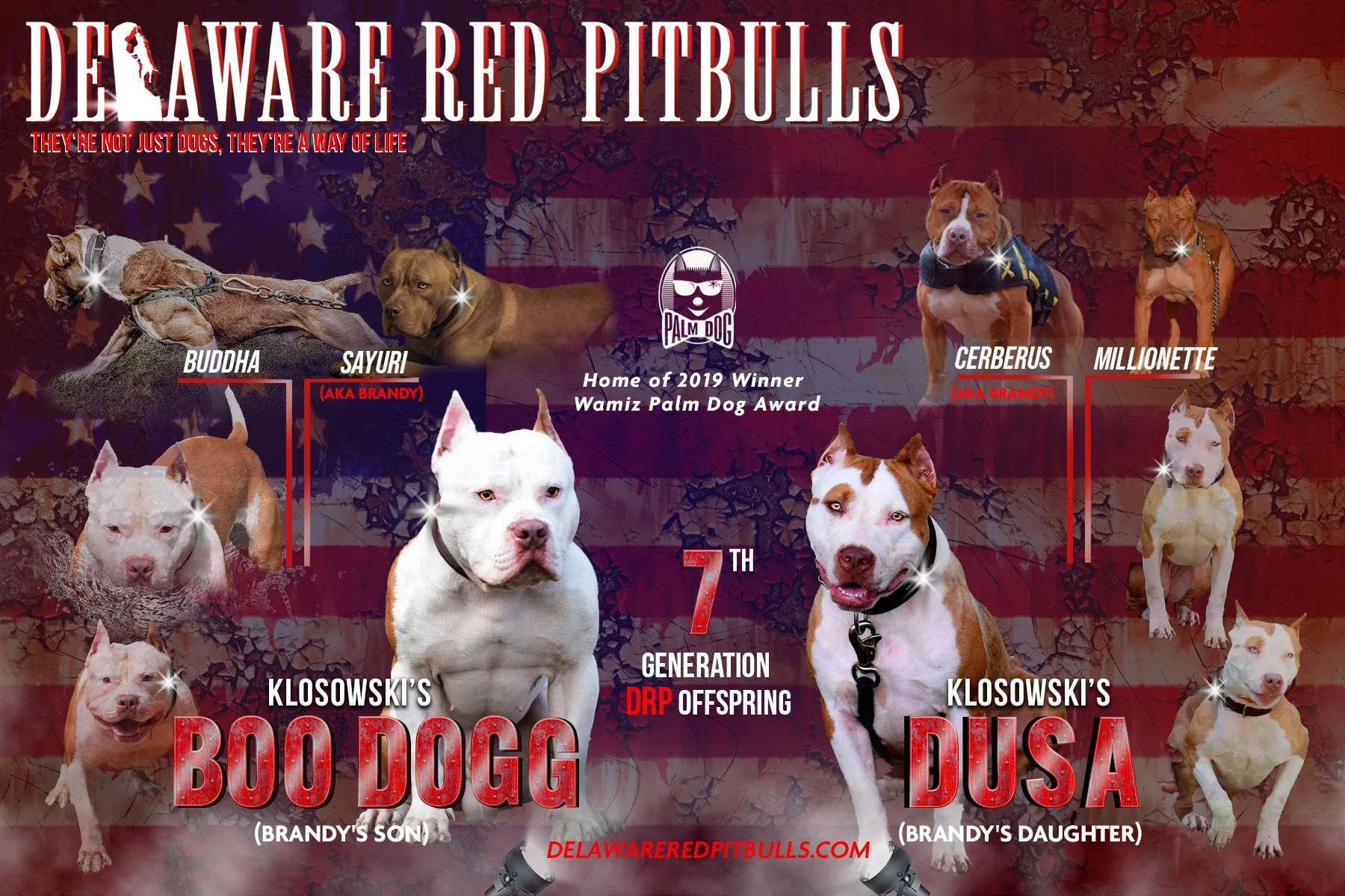 PR The Boo Dogg ⚔ PR Dusa Male Puppy Early Reservation Deposit * Puppys ready June 1st 2025