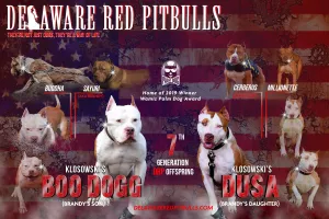 PR The Boo Dogg ⚔ PR Dusa Male Puppy Early Reservation Deposit * Puppys ready June 1st 2025