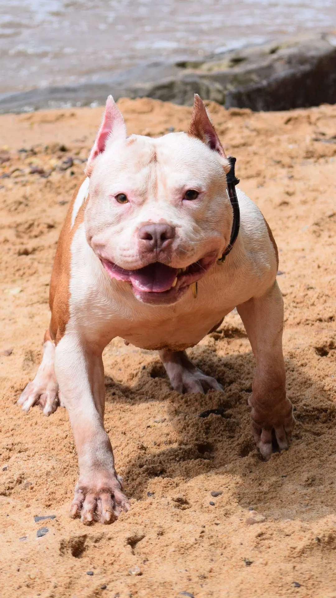 PR The Boo Dogg ⚔ PR Dusa Male Puppy Early Reservation Deposit * Puppys ready June 1st 2025